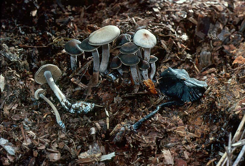 Panaeolus cyanescens